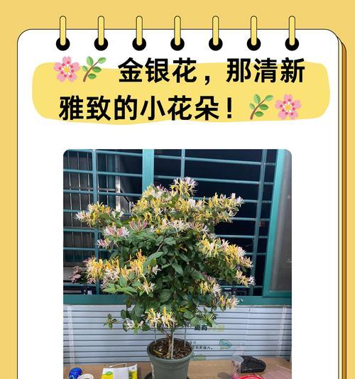 金银花花语有哪些含义？特别含义是什么？