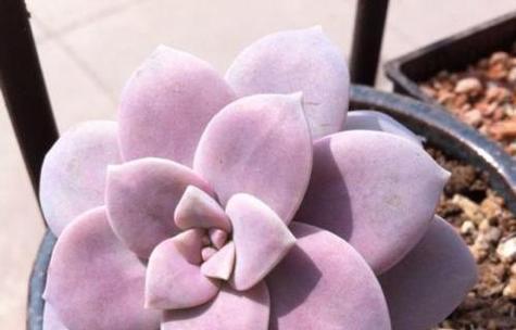 三生花吊坠意义是什么？花语含义有哪些？