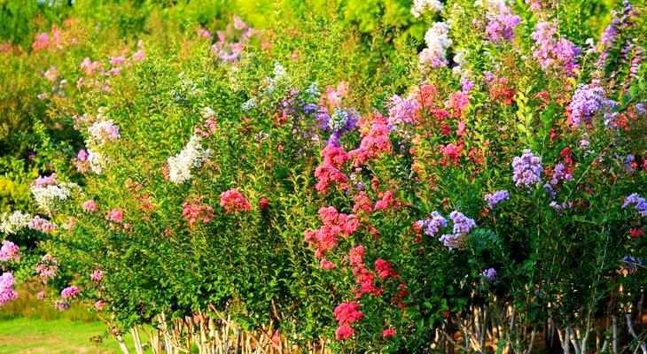仲夏的花有什么寓意？仲夏时节的花语有哪些？