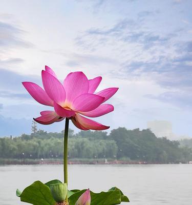 仲夏的花有什么寓意？仲夏时节的花语有哪些？