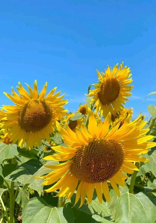 寓意美好开始的花是什么？哪些花寓意美好的开始？