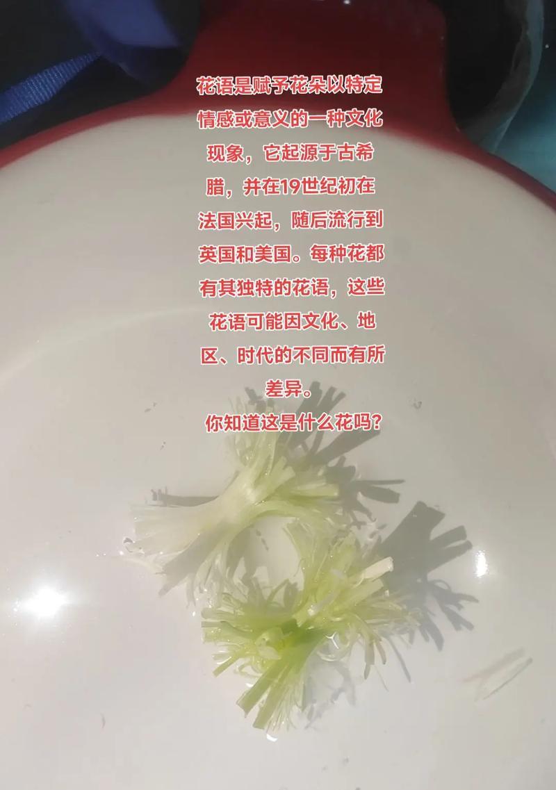 别样花的象征意义是什么？别样花的花语解读是什么？
