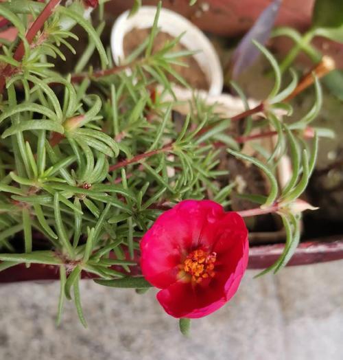 别样花的象征意义是什么？别样花的花语解读是什么？