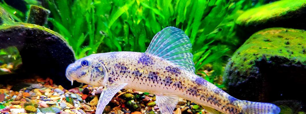 花与鱼共同寓意着什么？花与鱼组合象征意义探索。