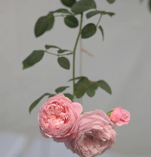 象征自由神像的花有哪些？自由精神的花卉代表。