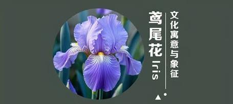 哪种花象征着没有遗憾？探索其花语和文化内涵？