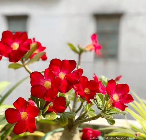 自虐象征的花有哪些？它们的寓意是什么？