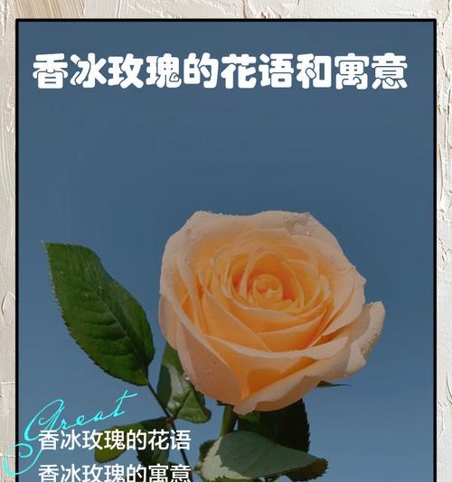心动玫瑰象征着什么？心动玫瑰的含义是什么？