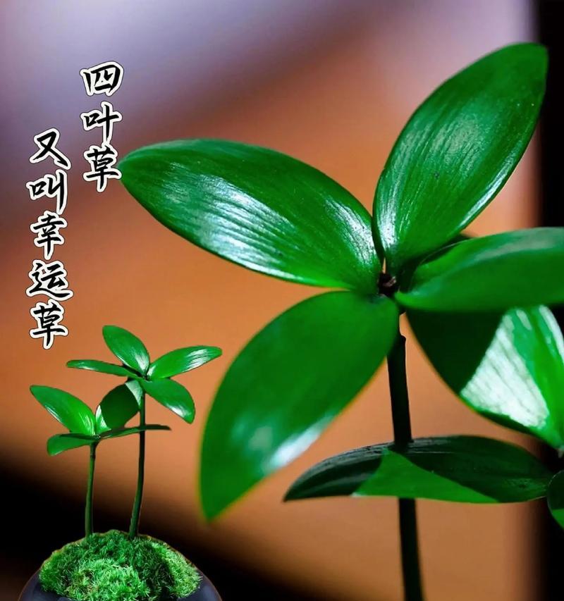哪些花卉被认为具有幸运的象征