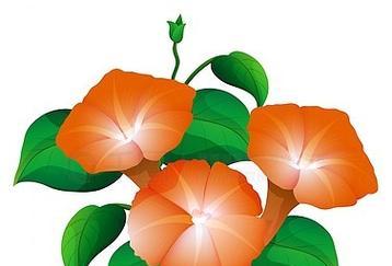橙色花象征什么？橙色花的象征意义有哪些？