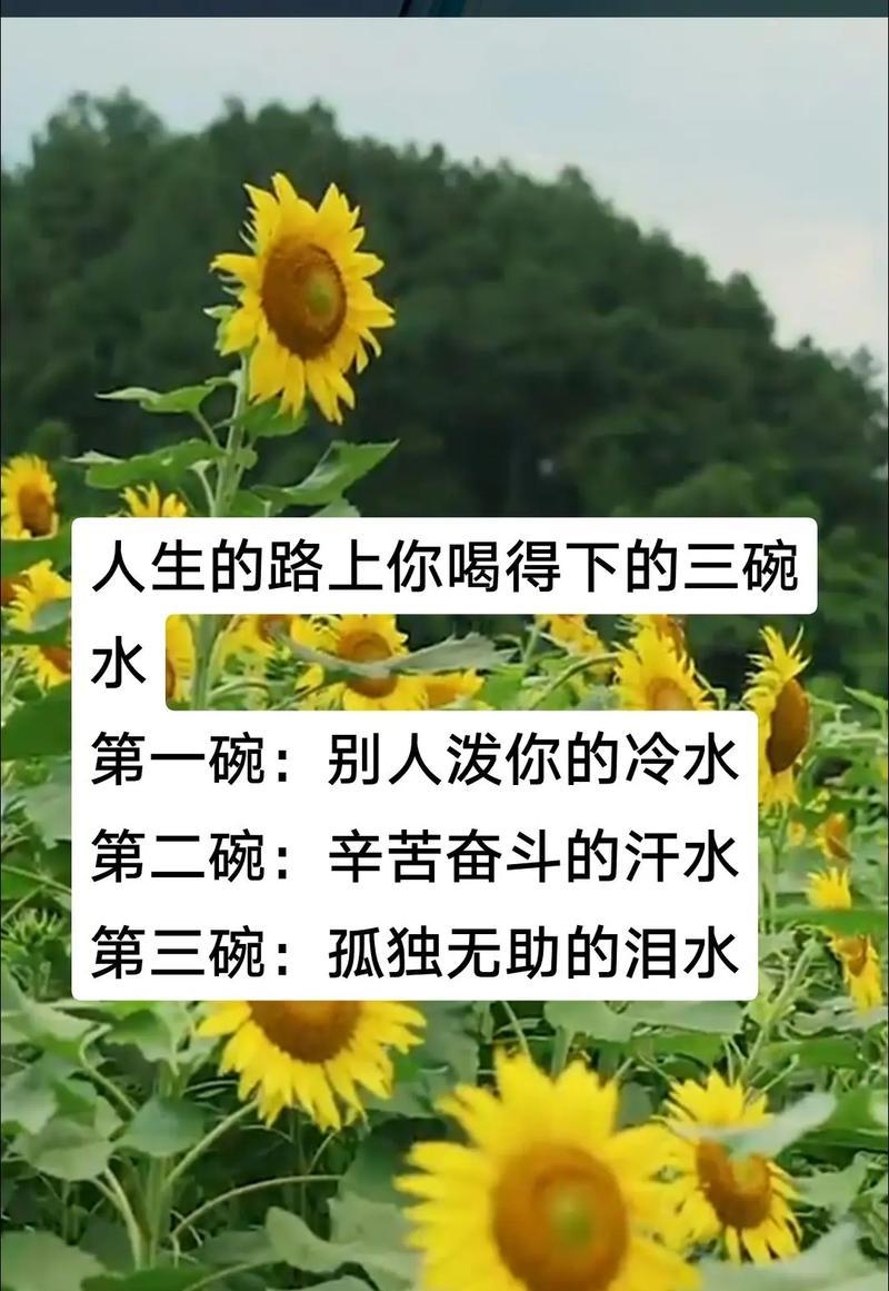向阳花语有何含义？它象征着什么？