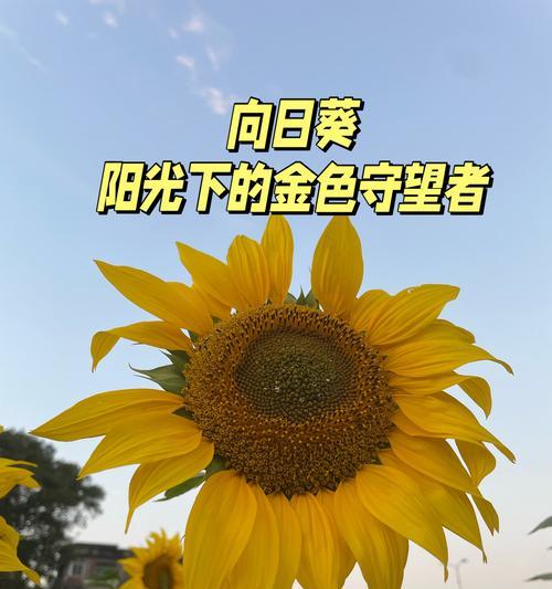 向阳花语有何含义？它象征着什么？