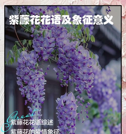 木边花在花语中代表什么？它有什么特别的含义？