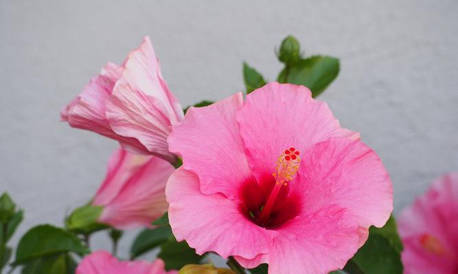 木边花在花语中代表什么？它有什么特别的含义？