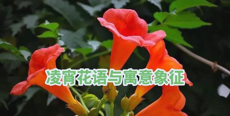 木边花在花语中代表什么？它有什么特别的含义？