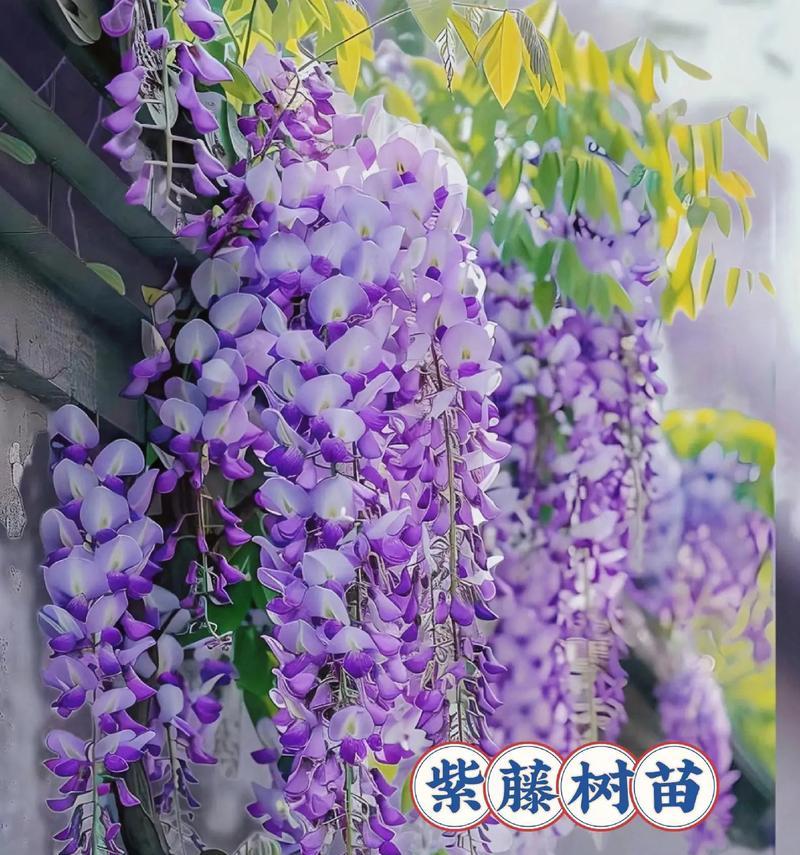 紫藤花的寓意是什么？它象征着什么？