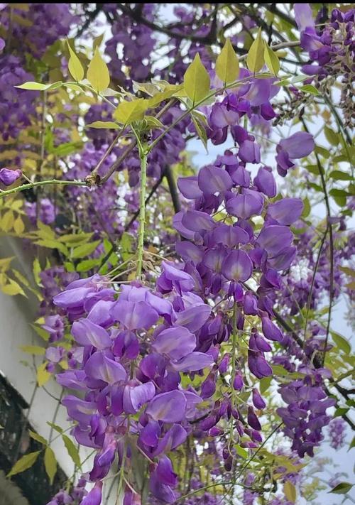紫藤花的寓意是什么？它象征着什么？