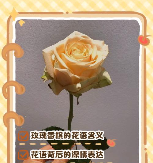 一朵玫瑰花的花语是什么？玫瑰花代表了哪些情感？