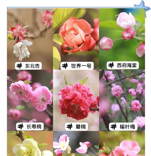 灵牌上放什么花好？花的种类和寓意是什么？