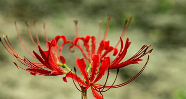 灵牌上放什么花好？花的种类和寓意是什么？