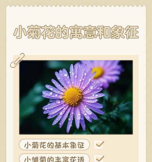 菊类花的寓意是什么？菊花在不同文化中的象征意义有哪些？