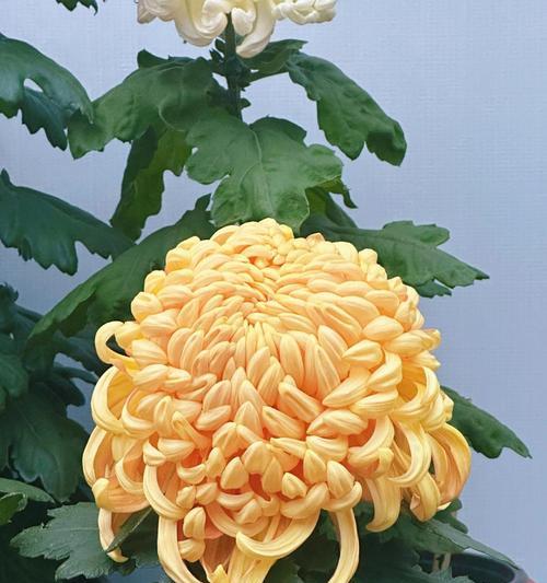 菊类花的寓意是什么？菊花在不同文化中的象征意义有哪些？