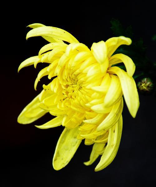 菊类花的寓意是什么？菊花在不同文化中的象征意义有哪些？