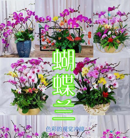 蝴蝶兰的花语是什么？蝴蝶兰寓意着什么？