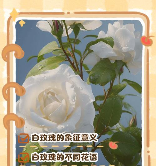 白玫瑰的含义和象征意义是什么？