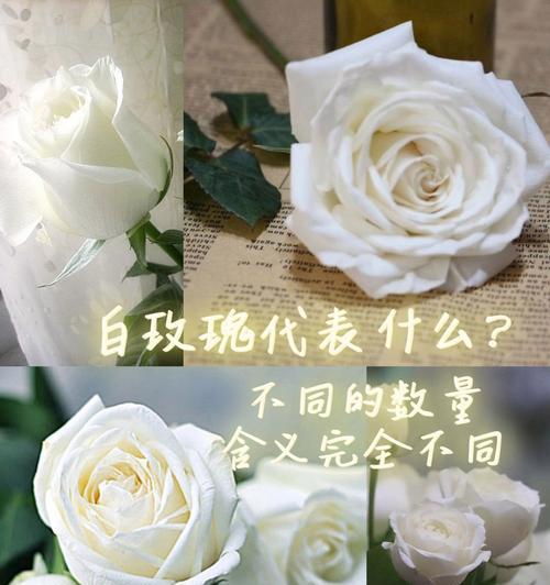 白玫瑰的含义和象征意义是什么？