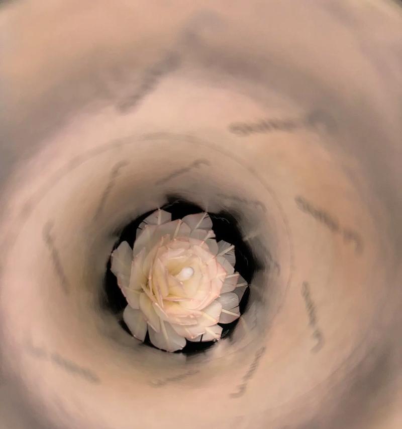 羽毛球形状的永生花象征着什么？