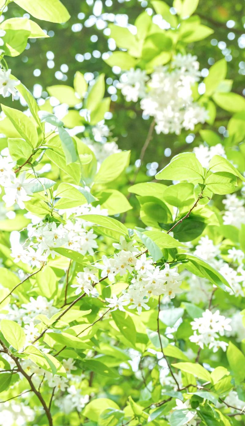 绿色花象征好运的有哪些？哪种绿色花卉带来好运？