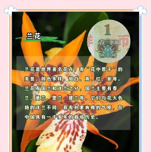 家里花多象征意义何在？代表了哪些文化含义？