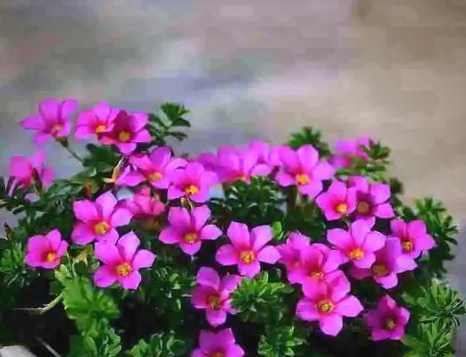 哪些花寓意幸运？十大寓意幸运的花有哪些？