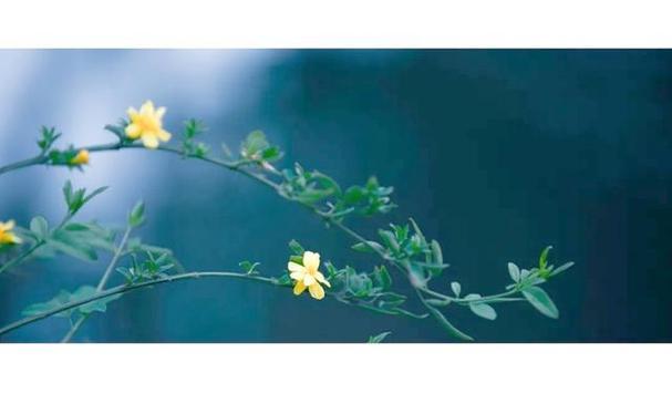 哪些花象征归乡情感？它们在文学中如何被描绘？
