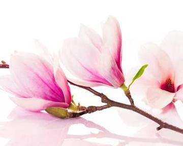 木兰花花语是什么意思？木兰花象征什么意义？