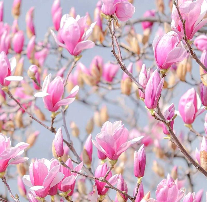 木兰花花语是什么意思？木兰花象征什么意义？