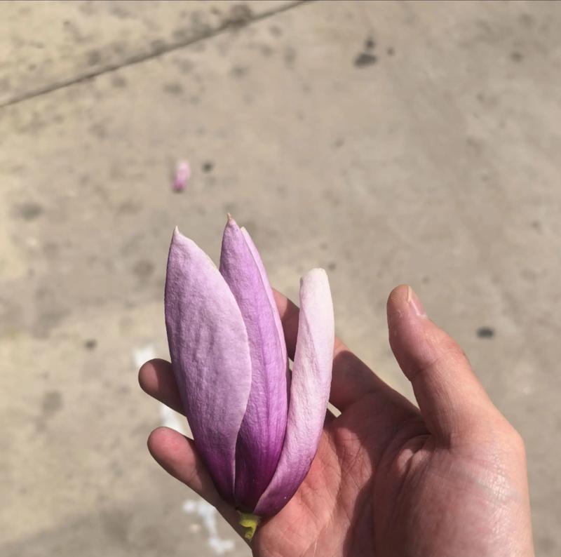 木兰花花语是什么意思？木兰花象征什么意义？