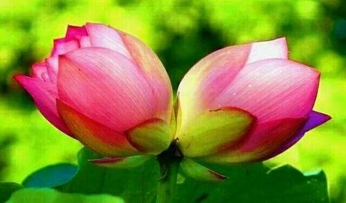 象征爱人相爱的花有哪些？哪种花最能代表情侣间的爱？