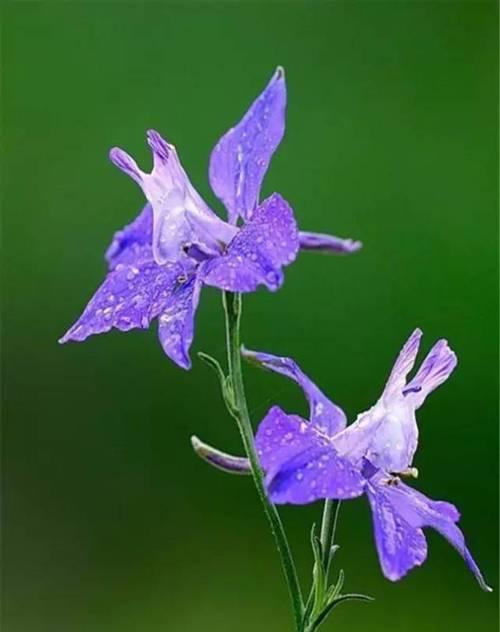象征爱人相爱的花有哪些？哪种花最能代表情侣间的爱？