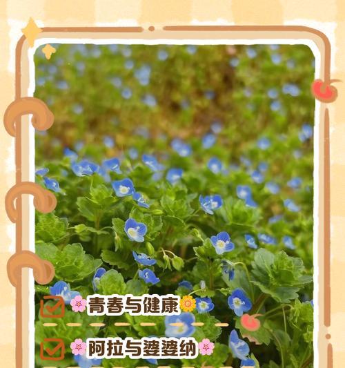 代表健康的花语有哪些？