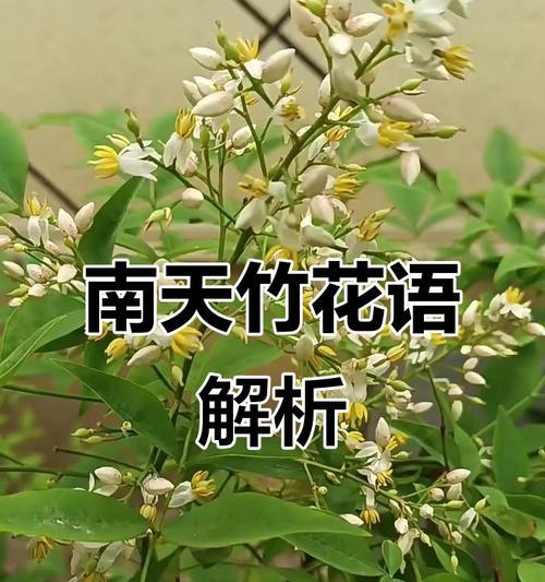 代表健康的花语有哪些？
