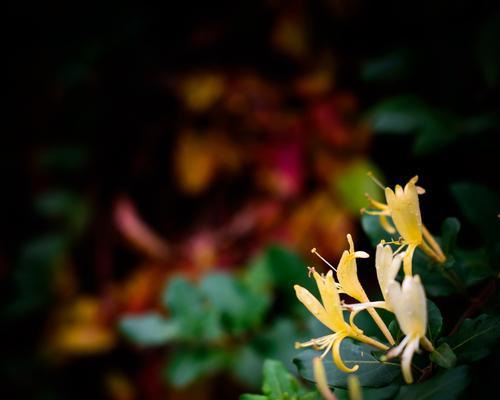 古诗词中友谊的花有哪些？它们的花语是什么？