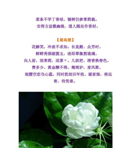古诗词中友谊的花有哪些？它们的花语是什么？