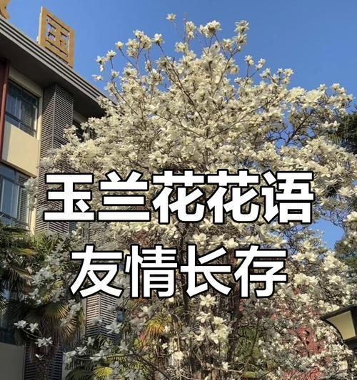 古诗词中友谊的花有哪些？它们的花语是什么？