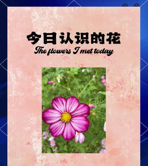 杯花的寓意和花语是什么？寓意幸福美好的有哪些？