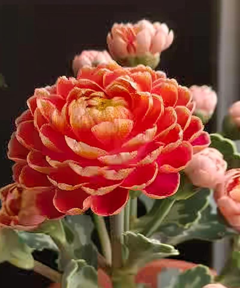 杯花的寓意和花语是什么？寓意幸福美好的有哪些？