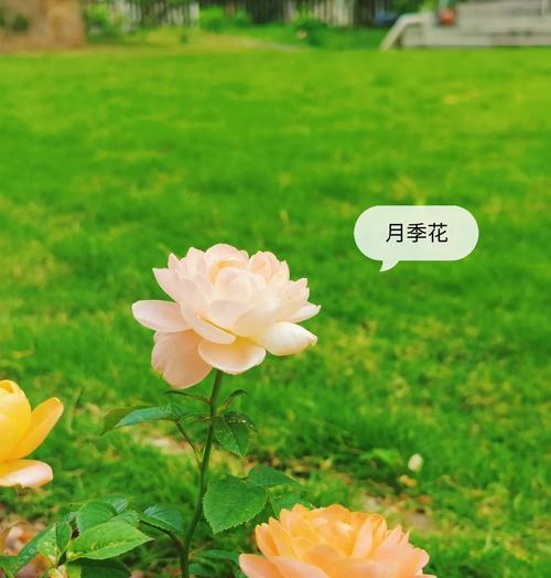 哪些花寓意好？它们各自代表什么？