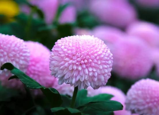 紫菊花语含义是什么？