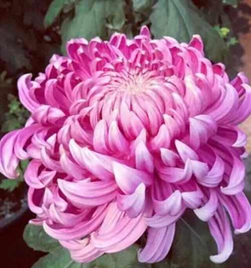 紫菊花语含义是什么？